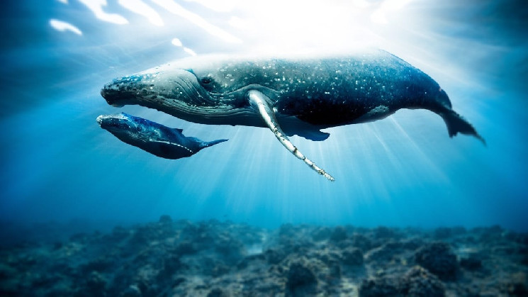 سه نهنگ غول‌پیکر ارز دیجیتال در ساعات گذشته معامله بزرگی انجام داده اند
