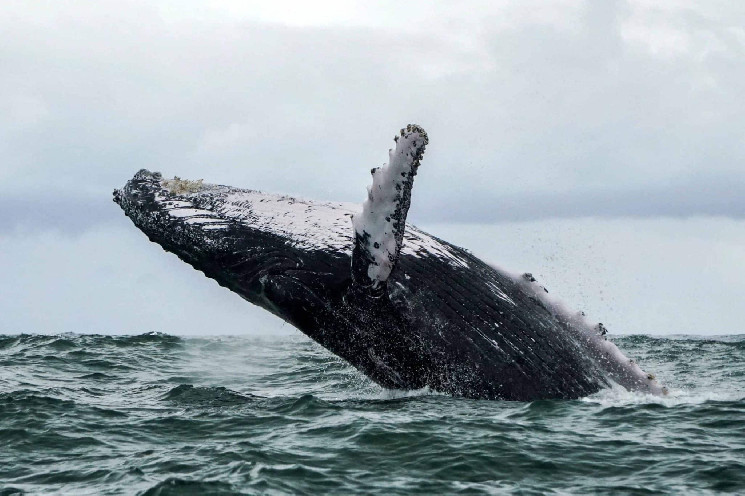 دو نهنگ عظیم‌الجثه فعال شدند و تبادلات بزرگی با ارزهای دیجیتال انجام دادند